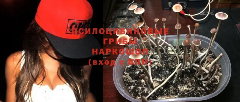 Галлюциногенные грибы Psilocybine cubensis  закладки  Губкинский 